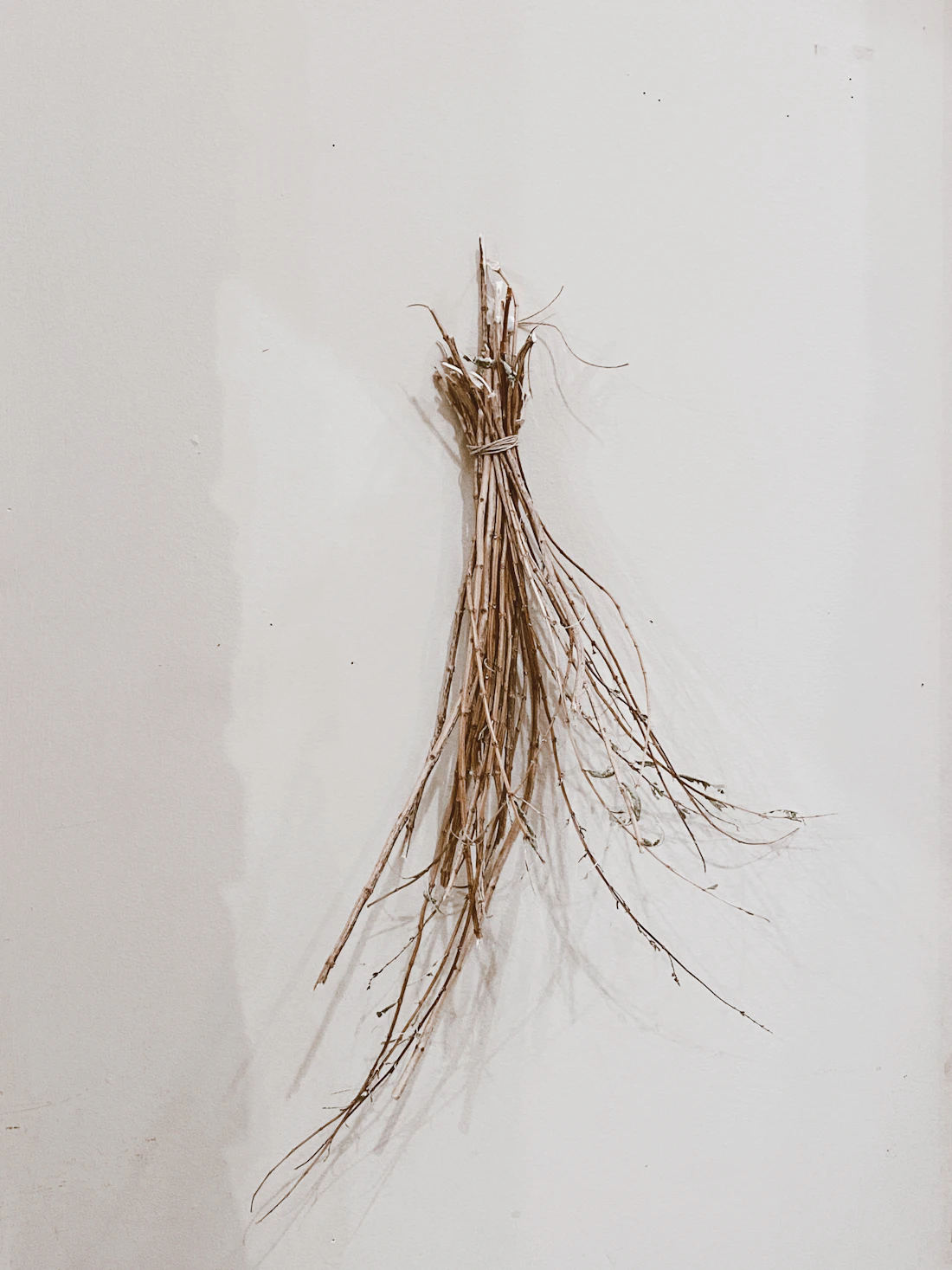 A bundle of dried herbal roots with fine rootlets on a white background